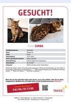 Bengalkater Simba Saarland - Losheim am See Vorschau