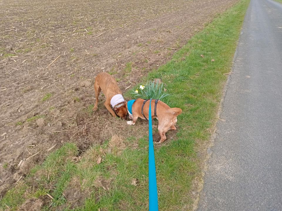 TANQUE Podenco Maneto Rüde Tierschutz Hund in Kevelaer