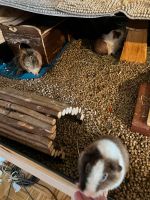 Drei Meerschweine suchen ein neues Zuhause Berlin - Wilmersdorf Vorschau