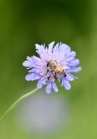 20 Samen Tauben-Skabiose, Wildblumen Insekten Bienen Garten Bayern - Baldham Vorschau