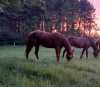 QH Wallach, Quater Horse, Niedersachsen - Lehe(Emsland) Vorschau