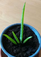 Aloe Vera Pflanze Hessen - Bruchköbel Vorschau