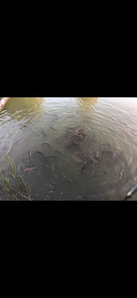 Besatzfische Karpfen Schleien Graskarpfen Barsche Zander in Meckenbeuren