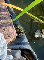 Froschlaich oder Kaulquappen gesucht Berlin - Reinickendorf Vorschau