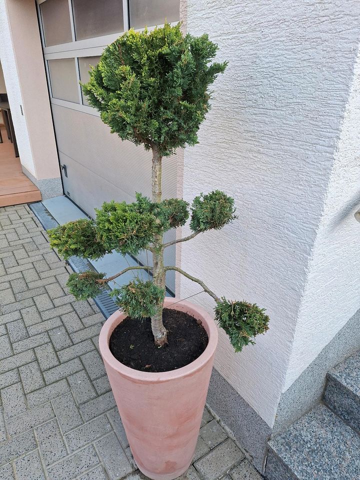 Formschnitt Zypresse Bonsai Garten Pflanzen Kübel Topf winterhart in Gründau