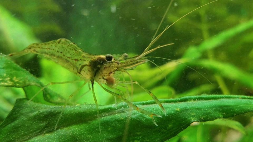 Einige Inlese Burma Garnelen (Macrobrachium peguense) abzugeben in Arnsberg