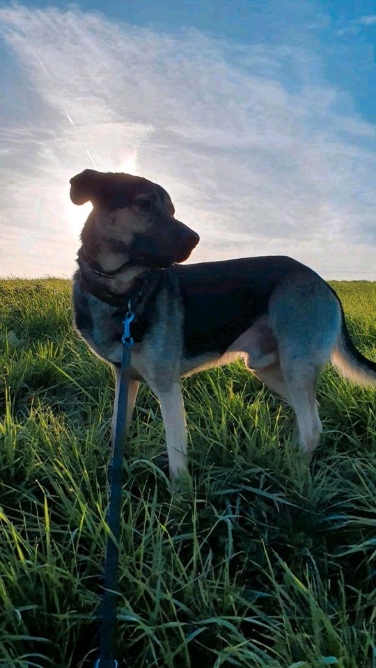 Luwin - toller Rüde sucht ein Zuhause❤️ in Dormagen