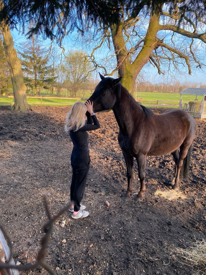 Trakehner Wallach in Lauchhammer