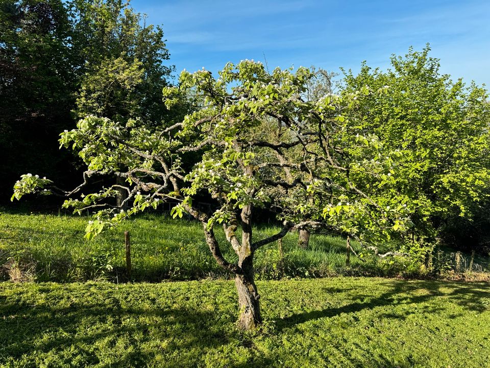 Gepflegte Obstwiese über Untertürkheim (Heidenwengert) in Stuttgart