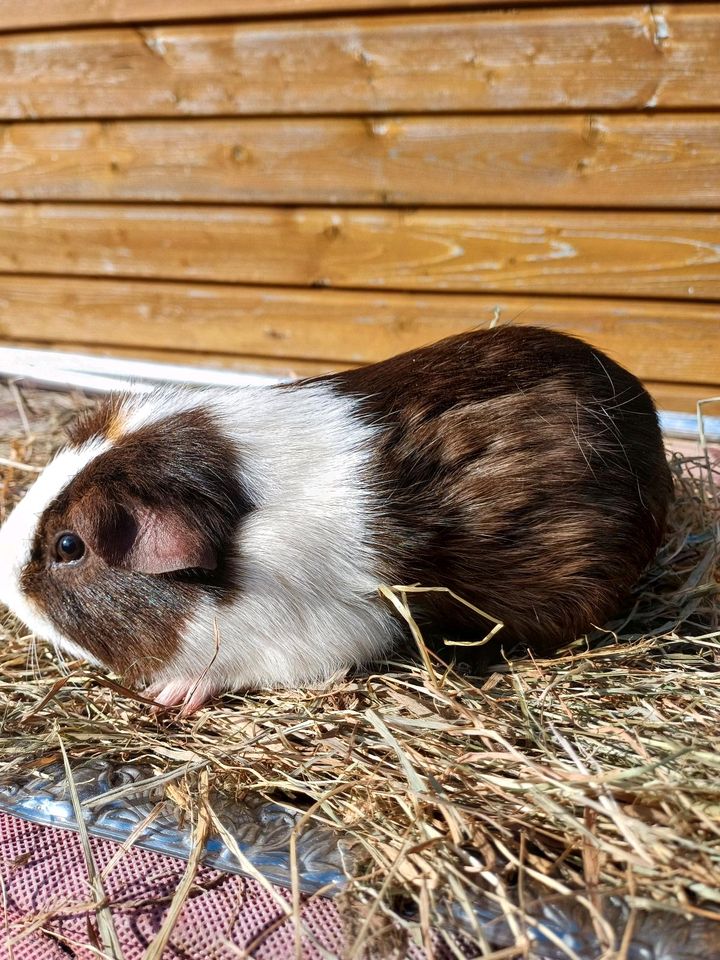 Meerschweinchen schoko weiß Creme Böckchen Bock in Bruchhausen-Vilsen