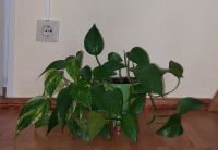 Verschiedene Zimmerpflanzen: Epipremnum 20 cm. Berlin - Tempelhof Vorschau