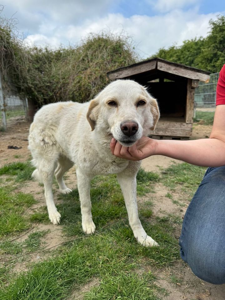 Verschmuste MILVA ❤️ aus dem Tierschutz sucht ihre Familie in Möckern