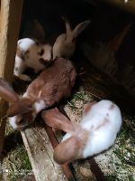 Kaninchen zu verkaufen Niedersachsen - Meinersen Vorschau