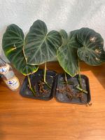 Große Philodendron Verrucosum Ableger Leipzig - Sellerhausen-Stünz Vorschau