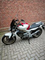 Suzuki Gladius Duisburg - Homberg/Ruhrort/Baerl Vorschau