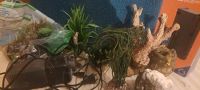 Aquarium Zubehör Filter Kies Koralle Hessen - Erzhausen Vorschau