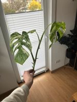 Monstera Variegata Kopfsteckling Ableger Niedersachsen - Northeim Vorschau