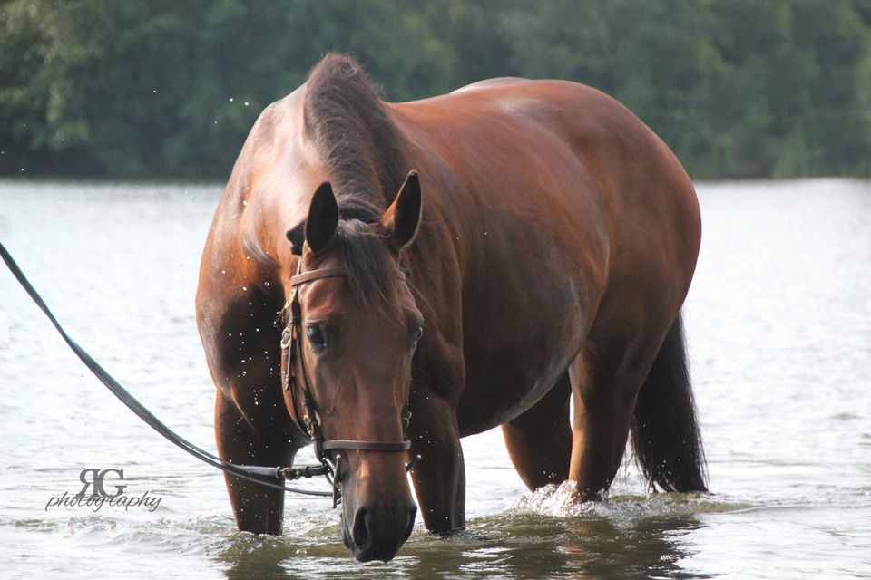 Holsteinerstute (Coradus x SirShostakov) in Rosbach (v d Höhe)