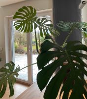 Monstera Deliciosa Zimmerpflanze Fensterblatt Fünffingerblatt Niedersachsen - Hildesheim Vorschau