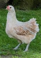 Küken Kücken Araucana Araucaner Grünleger Türkiesleger Henne Niedersachsen - Lauenbrück Vorschau