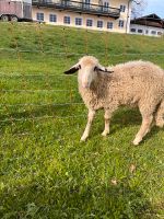 10 Schaflämmer abzugeben männlich und weiblich Bayern - Bernau am Chiemsee Vorschau