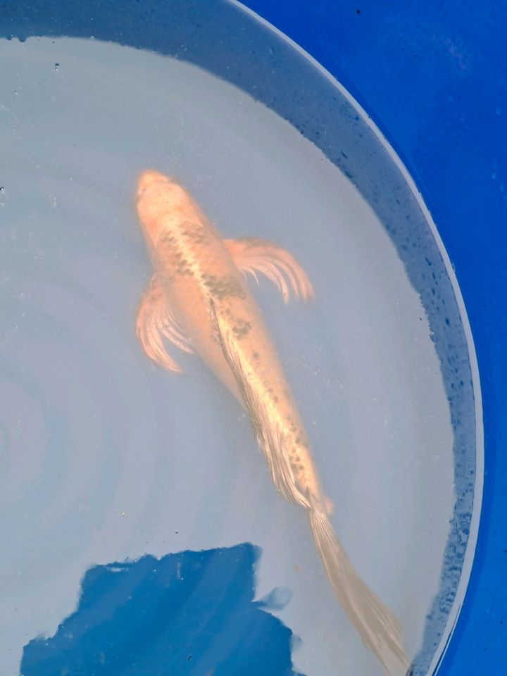 Koi Butterfly Longfin Ki Utsuri ca.44cm groß in Achern