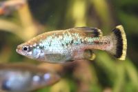 Flitterkärpflinge (Ameca splendens) Düsseldorf - Garath Vorschau