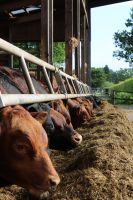 Suchen laufend Angus Absetzer männlich Niedersachsen - Rotenburg (Wümme) Vorschau