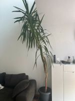 Yucca Palme ca. 290 cm groß Berlin - Reinickendorf Vorschau