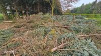 Gefällte Tannen ca. 20-30 Bäume Niedersachsen - Schneverdingen Vorschau