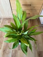 1 Spathiphyllum, Einblatt, Blüte weiß Niedersachsen - Wolfenbüttel Vorschau