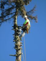 Baum Krone Ast Sturm schaden sichern schneiden fällen entfernen Baden-Württemberg - Fronreute Vorschau