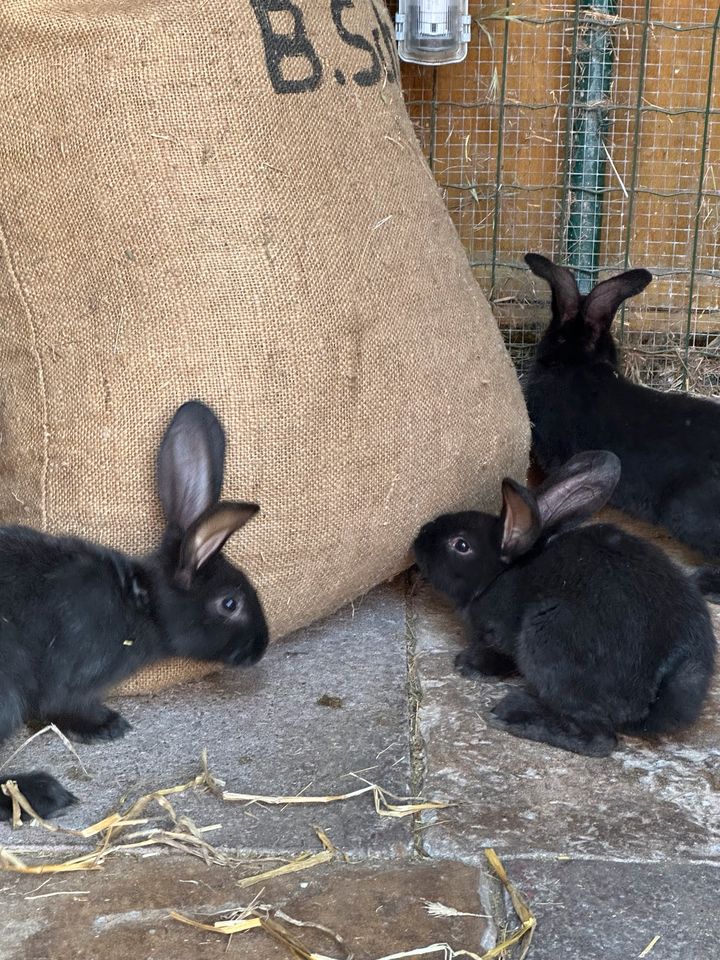 Deutsche Riesenschecken Mix Kaninchen in Potsdam
