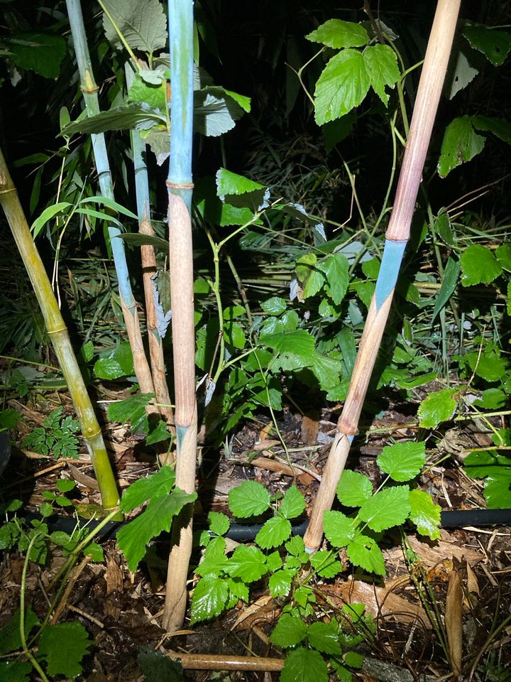 Bambuspflanzen 50 verschiedene Sorten in Heek