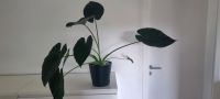 Alocasia Regal Shield Zimmerpflanze Niedersachsen - Salzgitter Vorschau