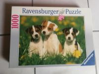 Puzzle, Hunde Welpen, 1000 Teile, Ravensburger Baden-Württemberg - Dossenheim Vorschau