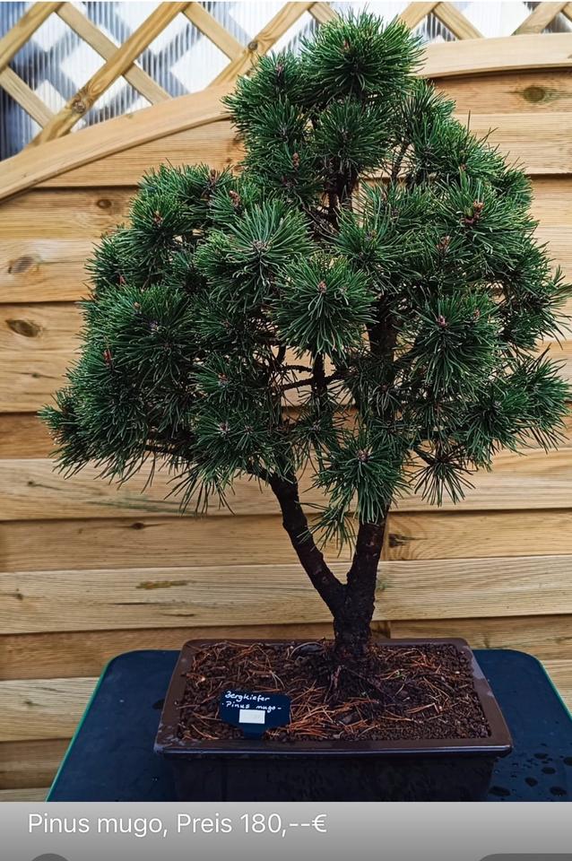 Ich verkaufe hochwertige Bonsai-Bäume, siehe Bilder mit preise in Beckingen