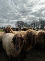 Bio Schafe-Bergschaf VB 150€ Nordrhein-Westfalen - Kleve Vorschau
