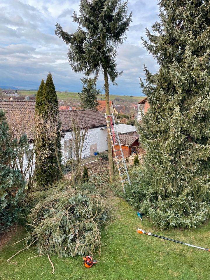 Gartenpflege, Hecke schneiden, Baumfällung, Heckenschnitt, Rasen in Mögglingen