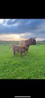 Highland Cattle zu verkaufen Niedersachsen - Lingen (Ems) Vorschau