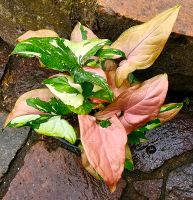 Syngonium Red Spot Tricolor - M30 Hessen - Obertshausen Vorschau