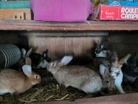 Kaninchen zu verkaufen Niedersachsen - Stadland Vorschau
