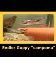 Endler Guppy "cumana" Wildform Dortmund - Kirchlinde Vorschau