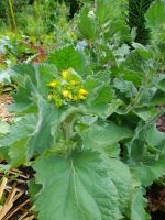 Mohnbrötchenblume / Scrophularia chrysantha / Gold Braunwurz Herzogtum Lauenburg - Hamfelde, Kr Hzgt Lauenburg Vorschau