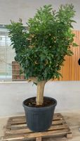 Citrus Baum Zitronenbaum | XXL | ca. 200-230cm Stuttgart - Feuerbach Vorschau