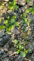 Wilde Karde  (Dipsacus fullonum) Pflanze Baden-Württemberg - Horgenzell Vorschau