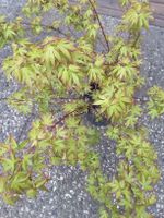 Jap. Ahorn, Acer palmatum,bunt,Farbenwechsel! Herzogtum Lauenburg - Wentorf Vorschau