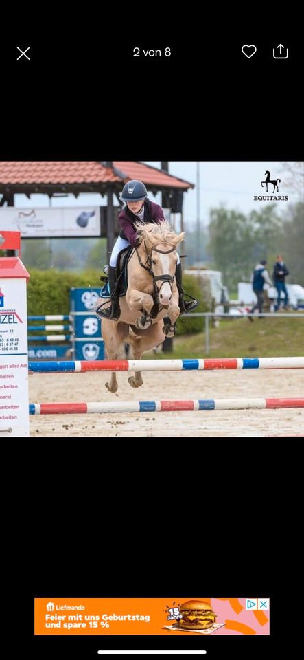 FEI Springpony zum Erfolge sammeln in Haren (Ems)