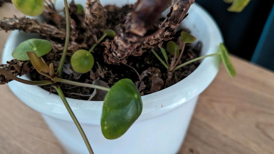 Pilea peperomioides ☘Glückstaler Ufopflanze Chinesischer Geldbaum in Düsseldorf