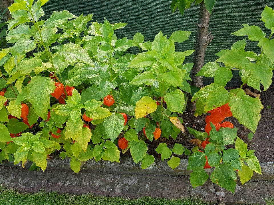 Lampionblume, Physalis, Pflanze, Gartenpflanze in Mörfelden-Walldorf